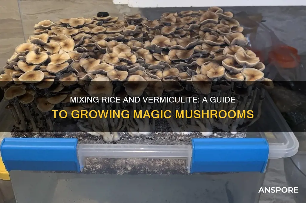 how to mix rice and vermiculite to grow magic mushrooms