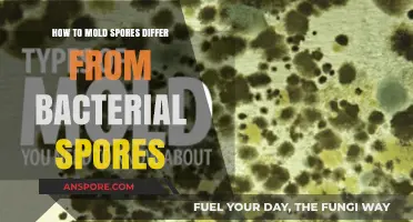 Mold vs. Bacterial Spores: Key Differences in Structure and Survival