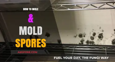 Effective Strategies for Detecting and Managing Moles & Mold Spores