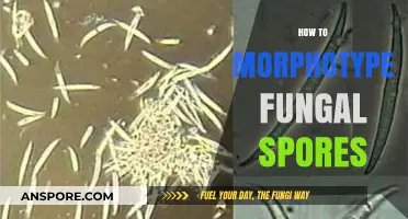 Mastering Fungal Spore Morphotyping: Techniques and Identification Methods