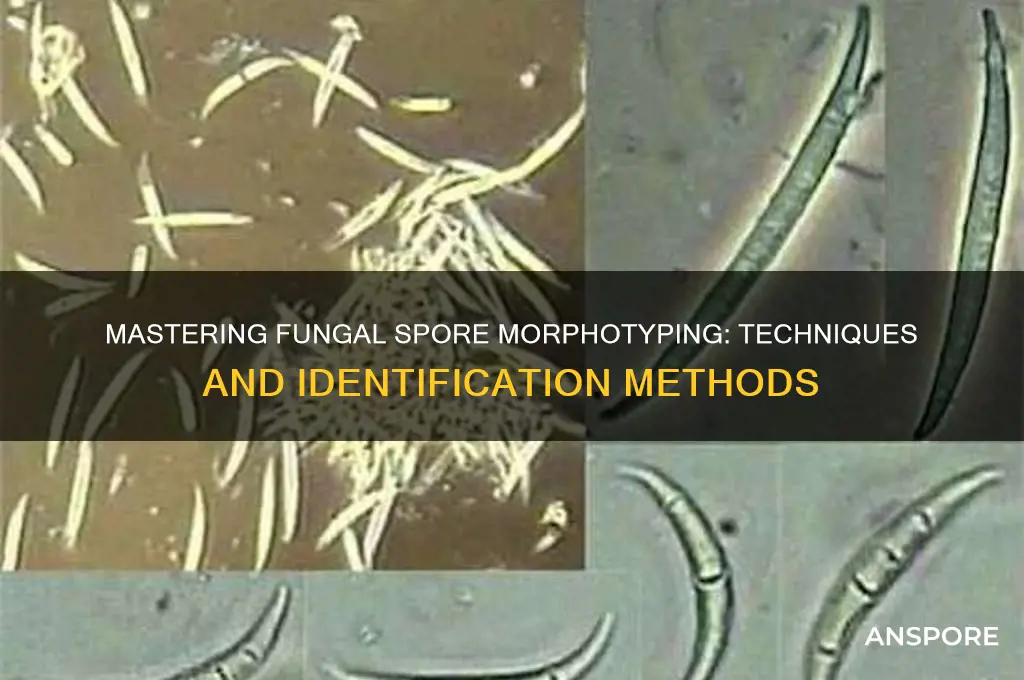 how to morphotype fungal spores