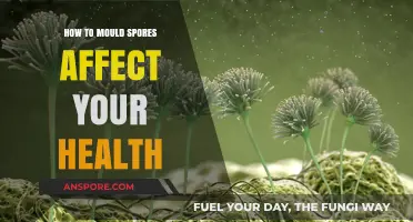 How Mold Spores Impact Your Health: Risks and Prevention Tips