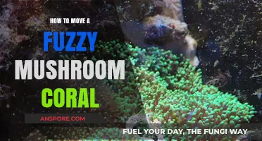 Mastering the Art of Moving Fuzzy Mushroom Corals Safely