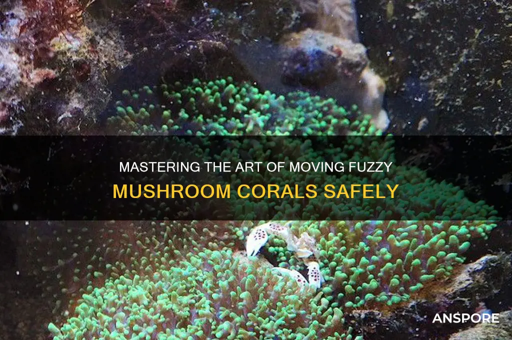 how to move a fuzzy mushroom coral