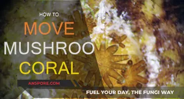 Relocating Mushroom Corals: A Step-by-Step Guide