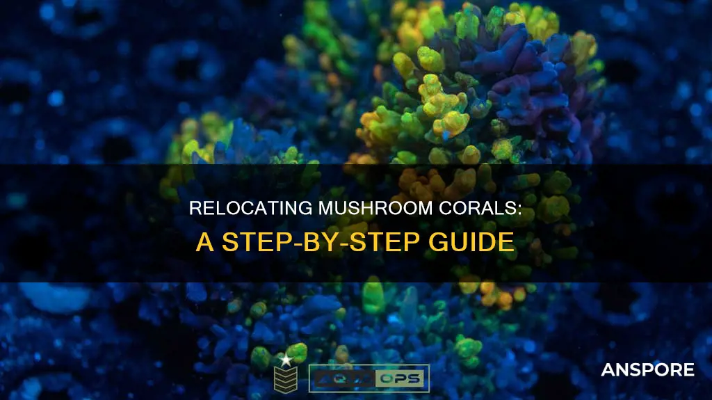 how to move mushroom coral