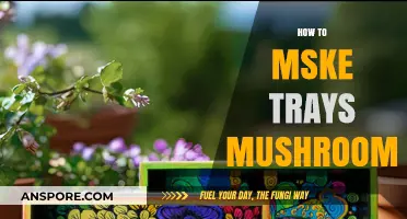Grow Your Own Mushroom Trays at Home