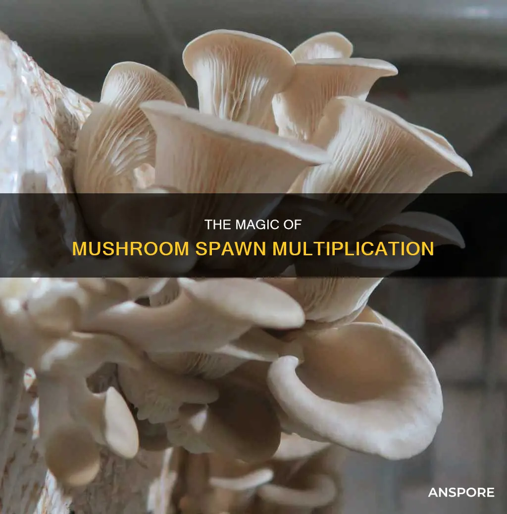 how to multiply mushroom spawn