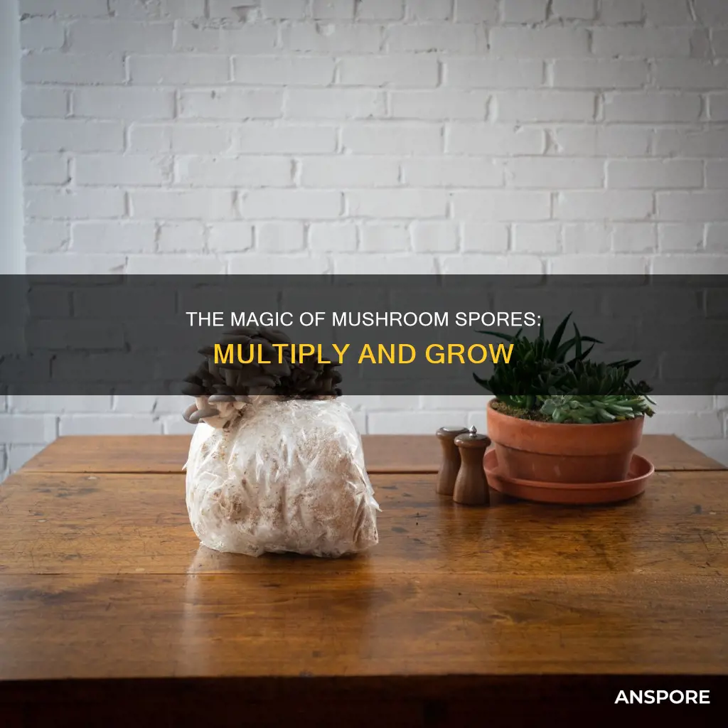 how to multiply mushroom spores
