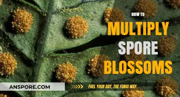 Mastering Spore Blossom Multiplication: A Step-by-Step Propagation Guide