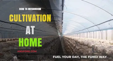 Mastering Mushroom Cultivation: A Beginner's Guide to Growing at Home