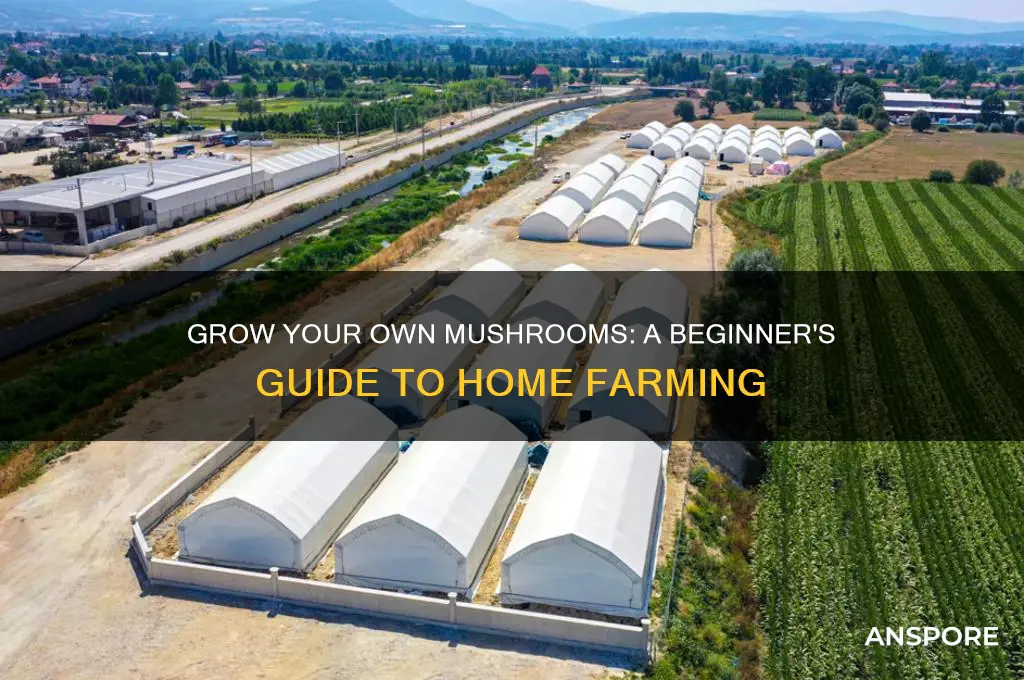 how to mushroom farming at home