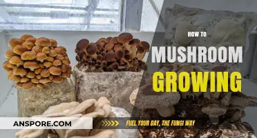 Mastering Mushroom Cultivation: A Beginner's Guide to Growing Fungi at Home