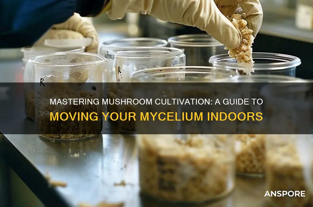 how to mushroom guiy to move in