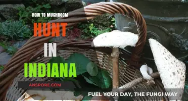 Indiana's Best Mushroom Hunting: Tips, Safety, and Prime Foraging Spots