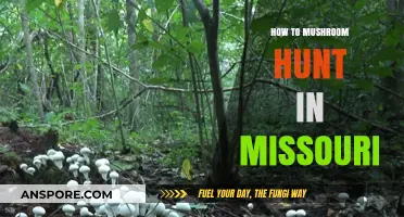 Missouri Mushroom Hunting: Essential Tips for a Successful Foraging Adventure