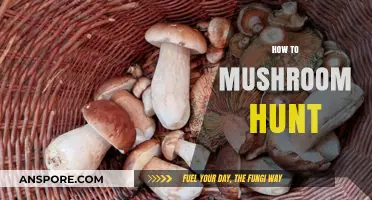 Mushroom Hunting: A Beginner's Guide to Foraging