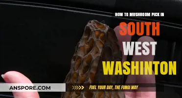 Foraging Safely: A Guide to Mushroom Picking in Southwest Washington