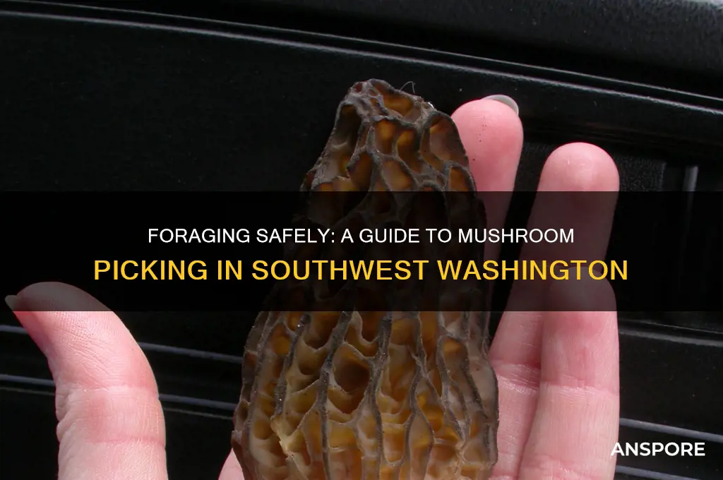 how to mushroom pick in south west washinton