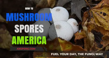 Harvesting Mushroom Spores: An American Guide