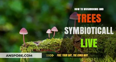 Mushrooms and Trees: Unveiling Their Symbiotic Relationship in Nature