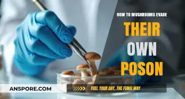 Mushrooms' Survival Tactics: Avoiding Self-Poisoning in the Wild