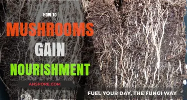 Mushrooms' Magical Way of Gaining Nutrition