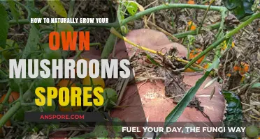 Mastering Mushroom Cultivation: Natural Techniques for Growing Your Own Spores