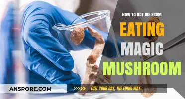 Surviving Magic Mushrooms: Essential Tips to Stay Safe and Alive