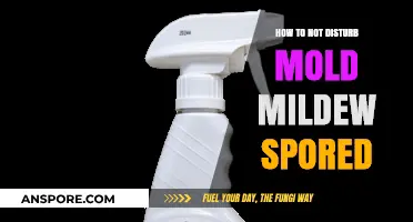 Prevent Mold & Mildew Spores: Gentle Cleaning Tips for Safe Removal