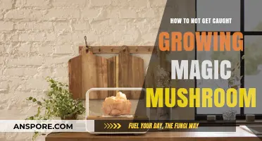 Stealthy Mushroom Cultivation: Avoiding Detection While Growing Magic Mushrooms