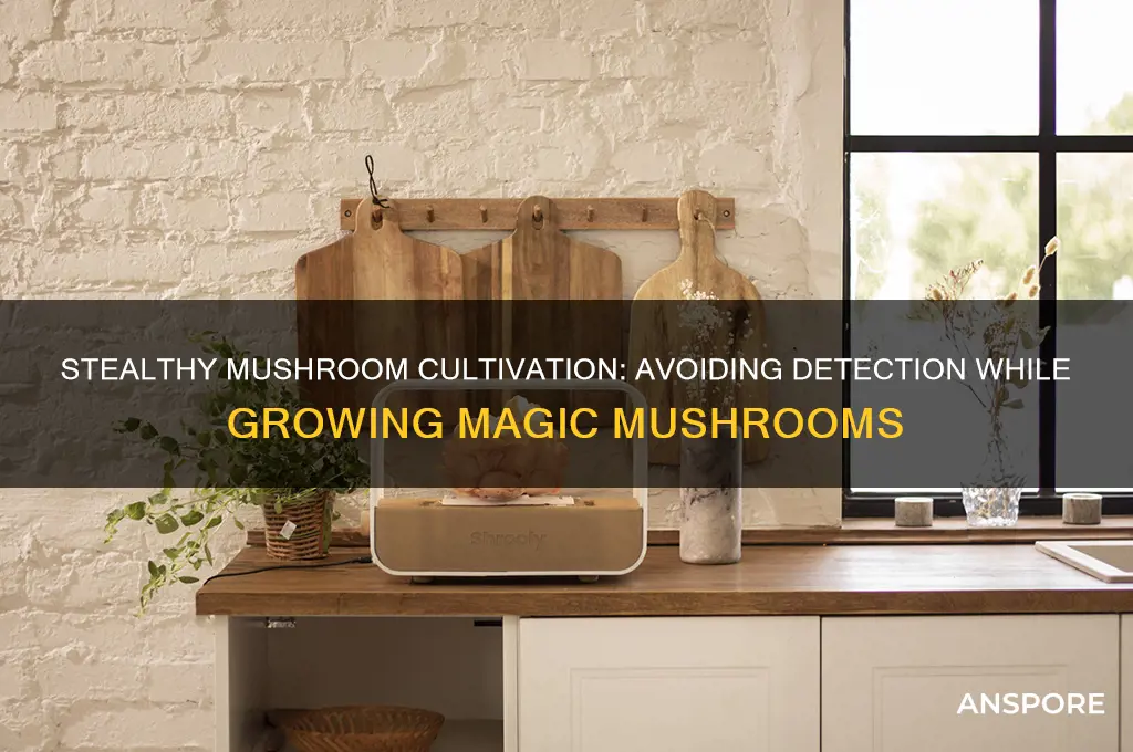 how to not get caught growing magic mushrooms
