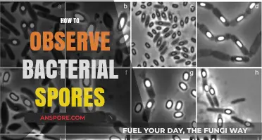 Mastering Bacterial Spore Observation: Techniques and Tips for Accurate Results