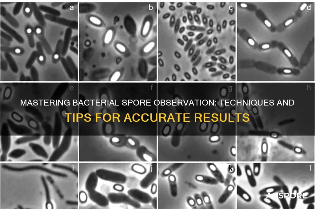 how to observe bacterial spores