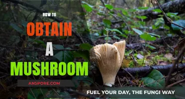 Foraging Mushrooms: A Beginner's Guide to Finding Fungi