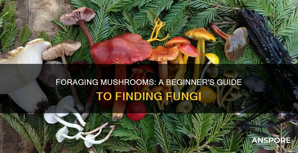 how to obtain a mushroom