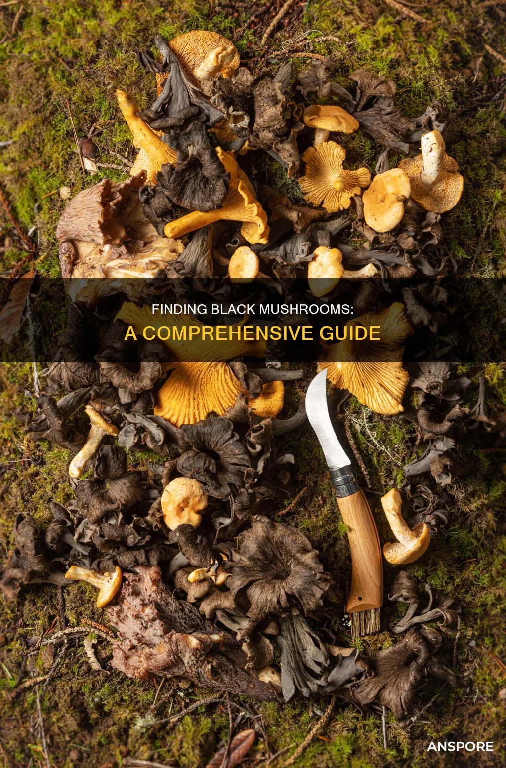 how to obtain black mushroom
