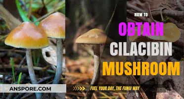 Foraging for Magic Mushrooms: A Guide to Finding Psilocybin