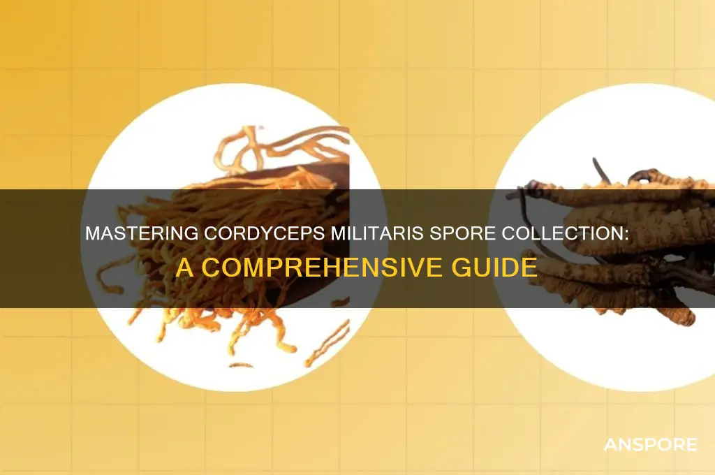 how to obtain cordyceps militaris spores