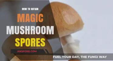 Unlocking Nature's Secrets: A Guide to Obtaining Magic Mushroom Spores
