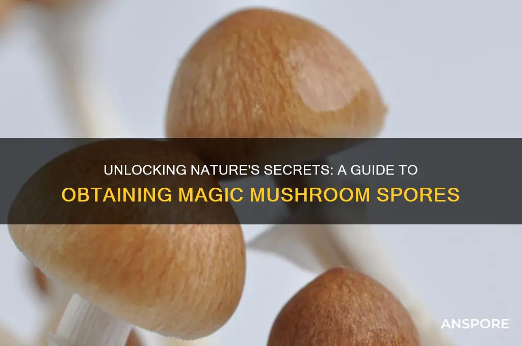 how to obtain magic mushroom spores