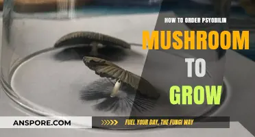 Growing Psilocybin Mushrooms: A Step-by-Step Guide to Ordering Spores