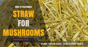 Mastering Mushroom Cultivation: A Guide to Pasteurizing Straw Effectively