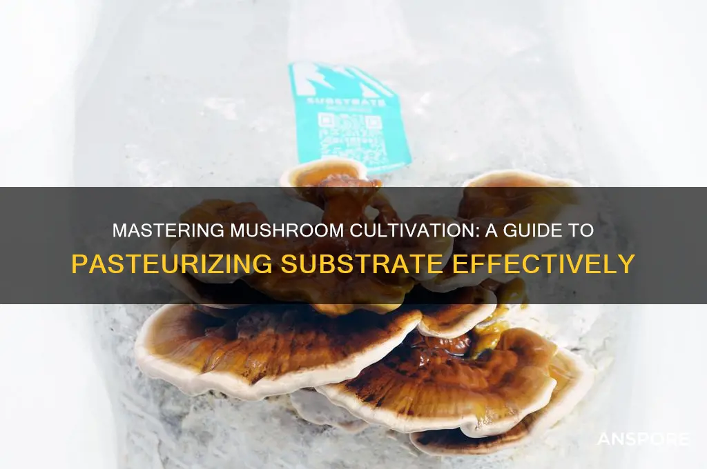how to pasteurize substrate for mushrooms