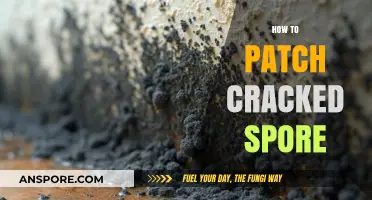 Fixing Cracked Spore: A Step-by-Step Patching Guide for Gamers