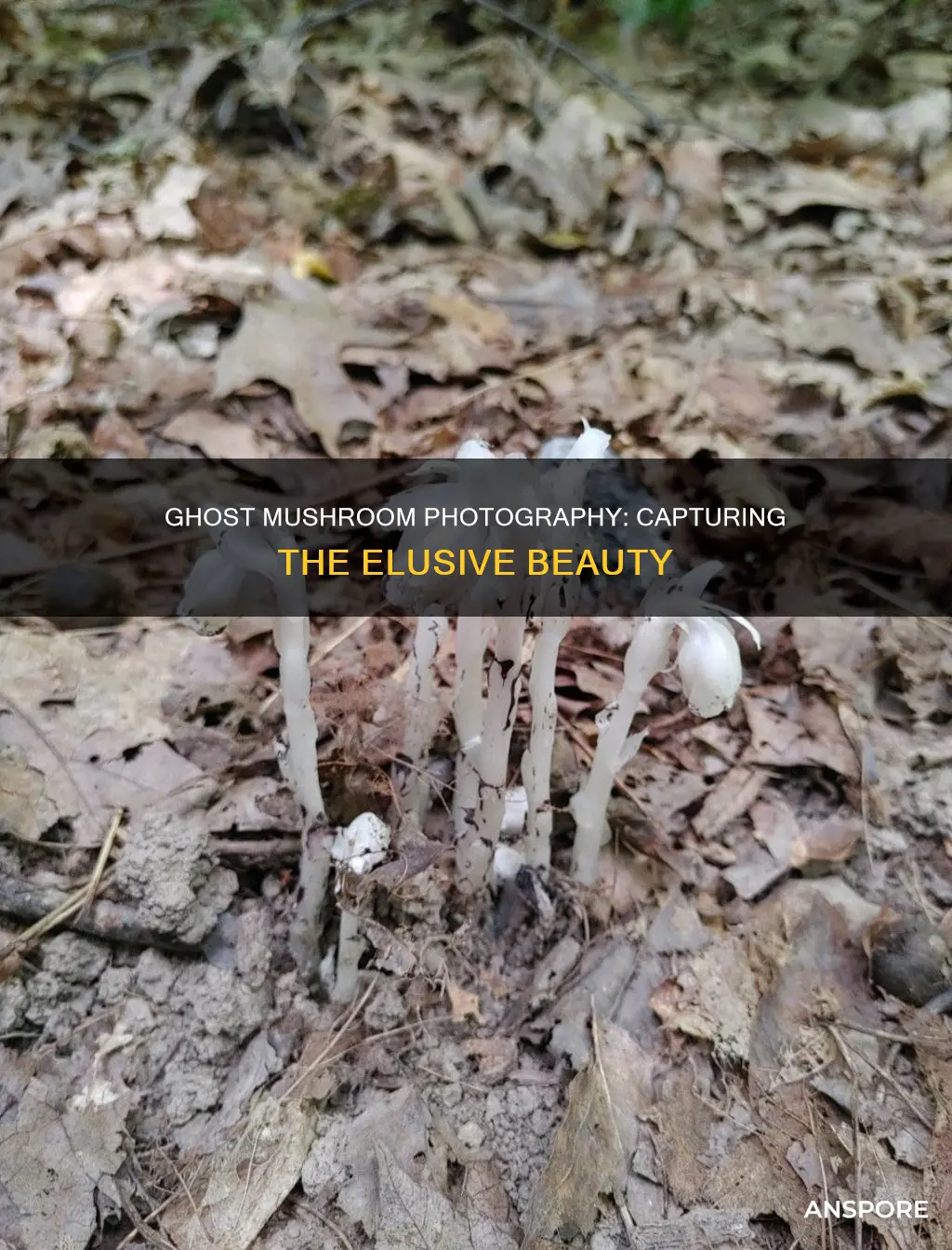 how to photograph ghost mushrooms