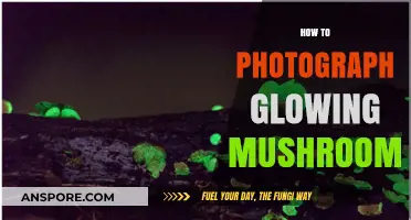 Capturing Glowing Mushrooms: A Photographer's Guide
