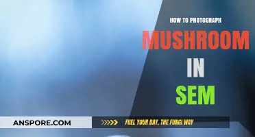 Mastering SEM Mushroom Photography: Tips for Capturing Stunning Fungal Images