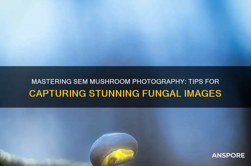 how to photograph mushrooms in sem