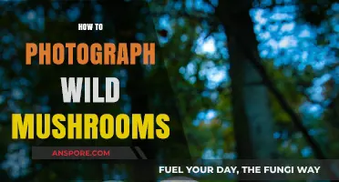 Capturing Wild Mushrooms: A Photographer's Guide
